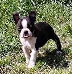 Boston terrier- samiec , metryka ZKwP