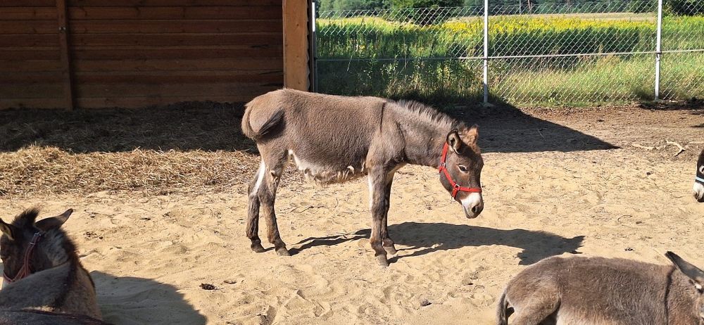 Ośliczka do adopcji