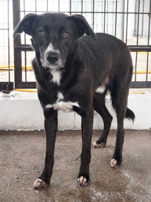 KIKO (Macho, 3 Anos) Para Adoção