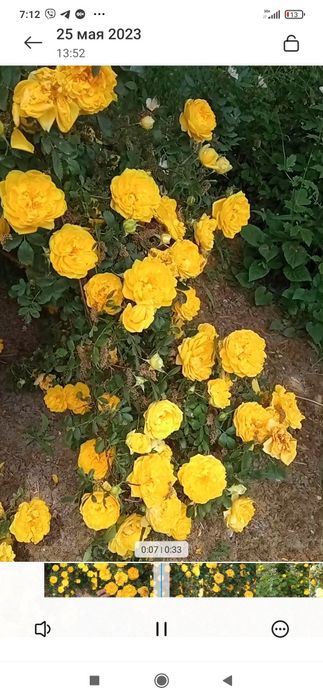 Английская вьющаяся роза Golden Rose