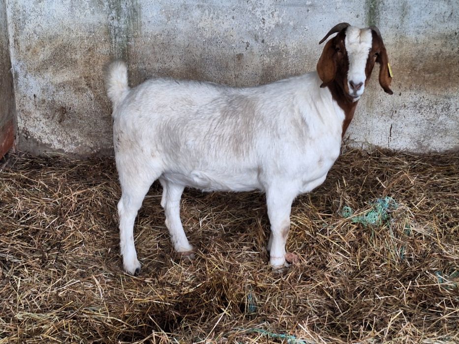 Cabra Boer Pura.