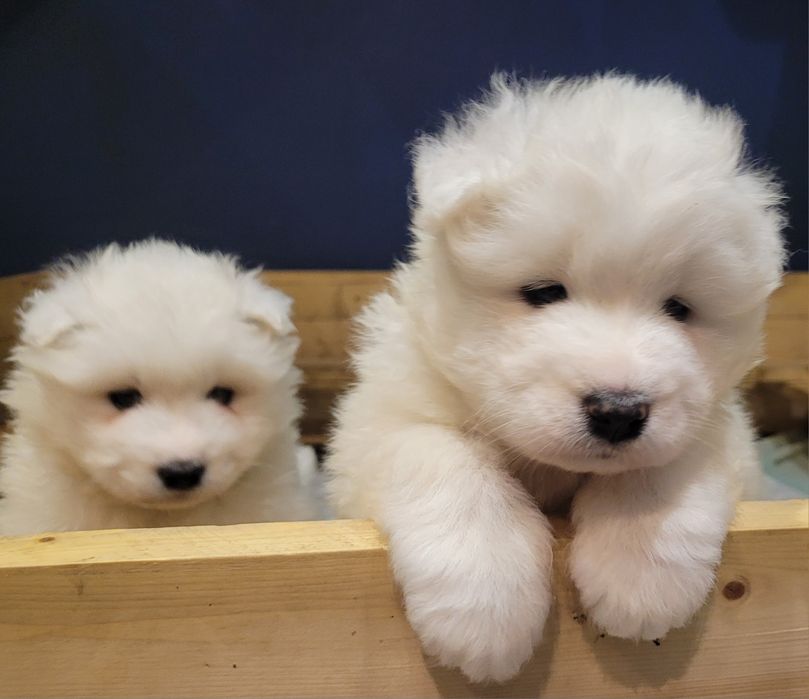 Samoyed Prima Astra ZKwP / FCI