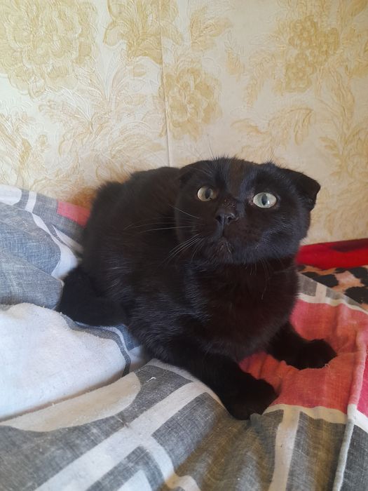 Отдам девочку в хорошие руки!