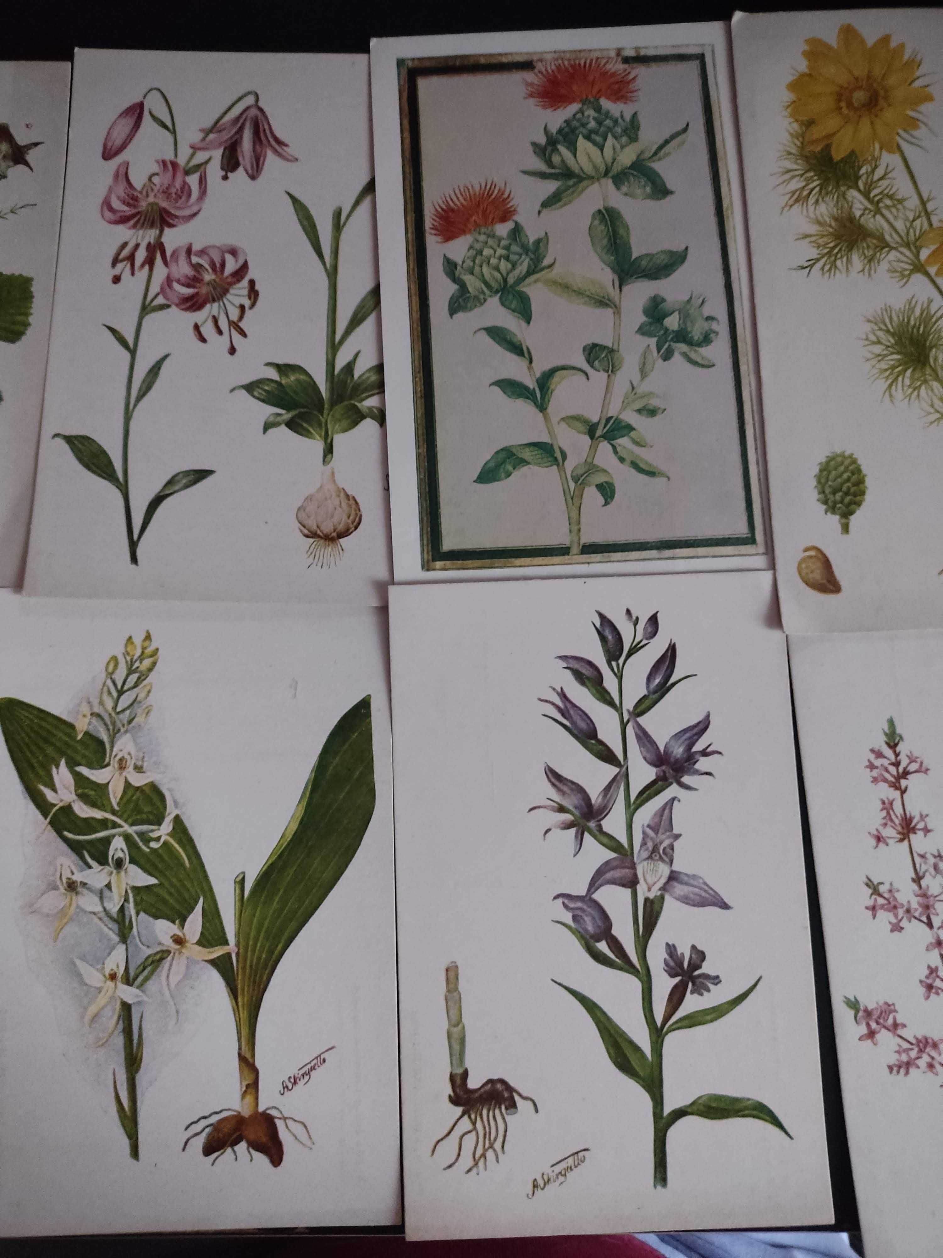 13 pięknych starych pocztówek botaniczne, kwiaty, rośliny, zielnik