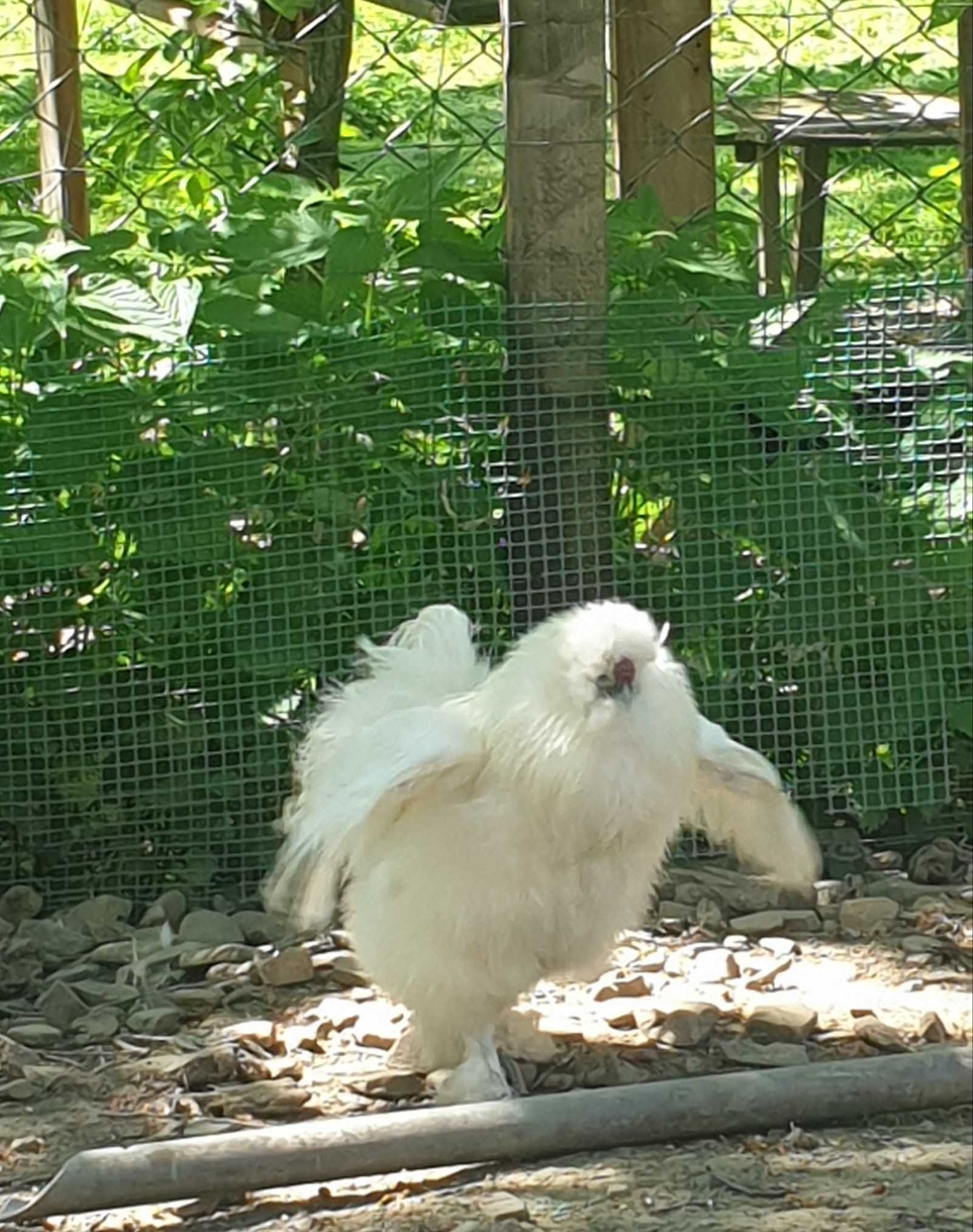 Piękny kogut Silka - sprzedam