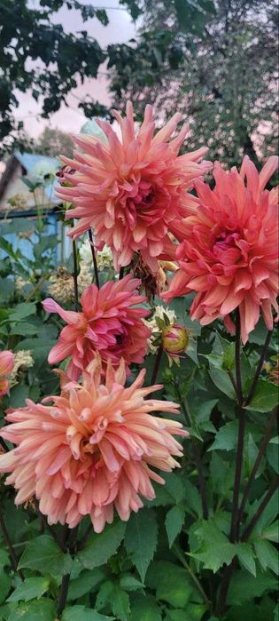 Садженці  жоржин