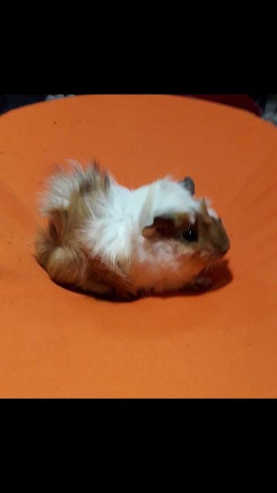 Морська свинка,  порода розетка.