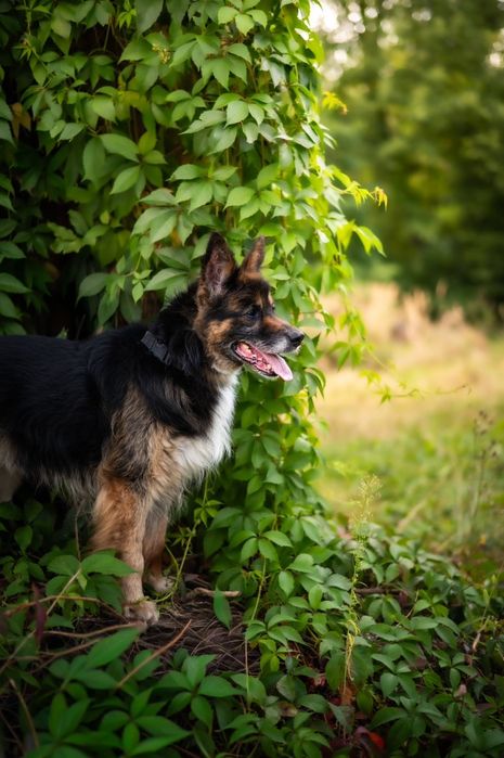 Nero piękny piesek szuka domku