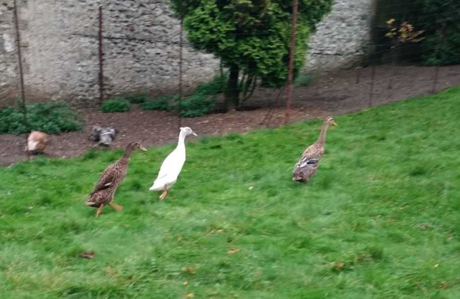 Kaczki bieguski na sprzedaz