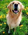 Golden Retriever sprawdzony reproduktor.LICZNE MIIOTY
