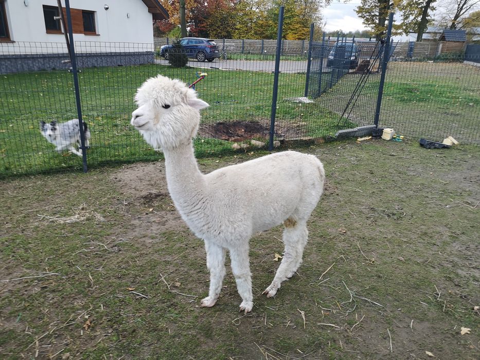 Alpaka Huacaya kotna samica 5 lat