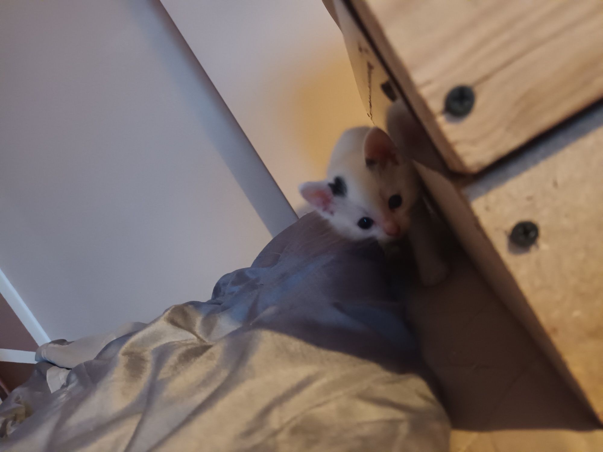 Oddam kotka w dobre ręce