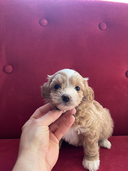 Maltipoo szczeniak
