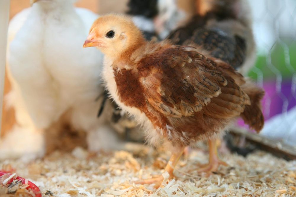 Продаж курчат,гусей,качок,індиків