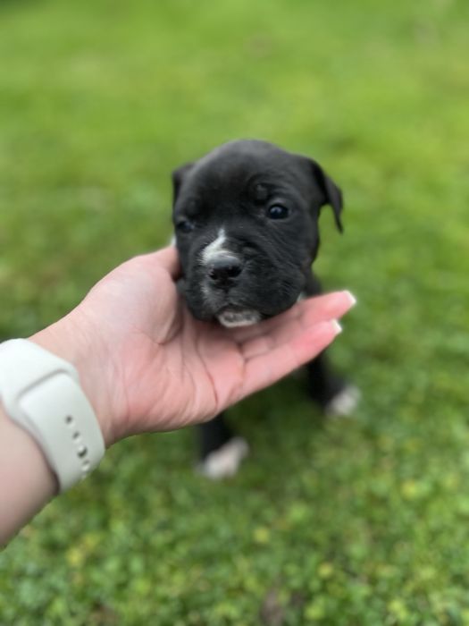 Порода — Стаффордширський тер’єр (стафф)