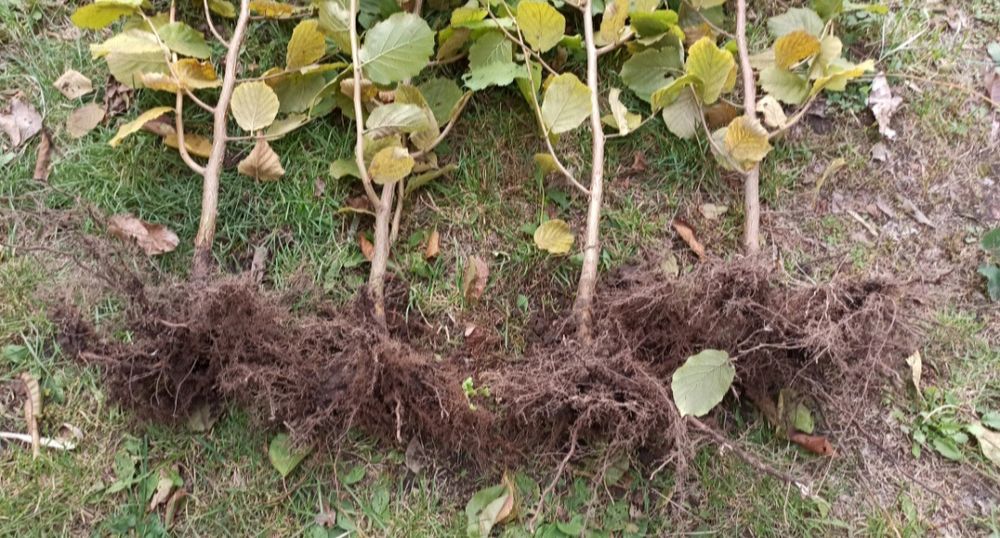 Саджанці фундука. Двухрічки. Відводки. Ціна 100грн.