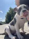 American Bully ABKC POCKET szczeniak suka GOTOWE DO ODBIORU Sosnowiec