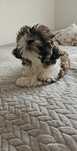 Pieski Shih tzu suczki