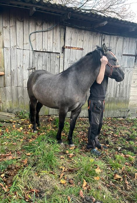 Sprzedam klacz Konik Polski