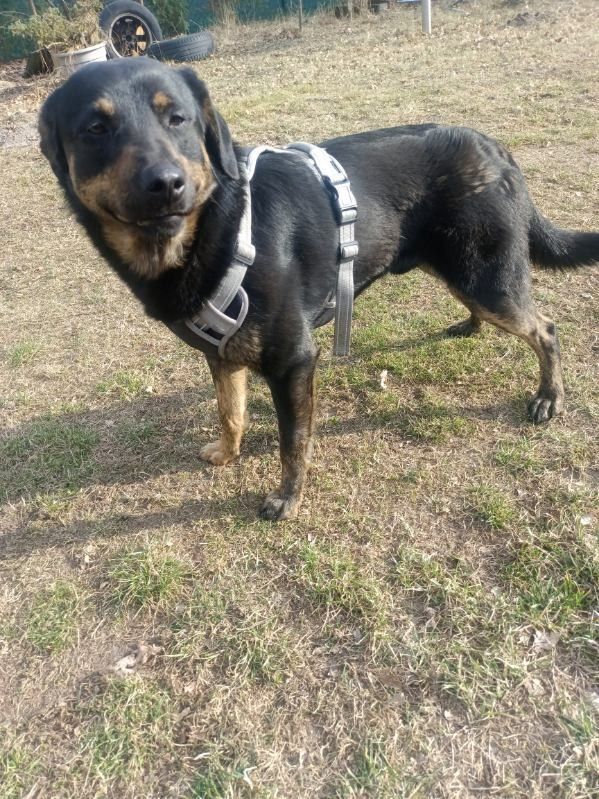 Bobek 1,5 roku do adopcji