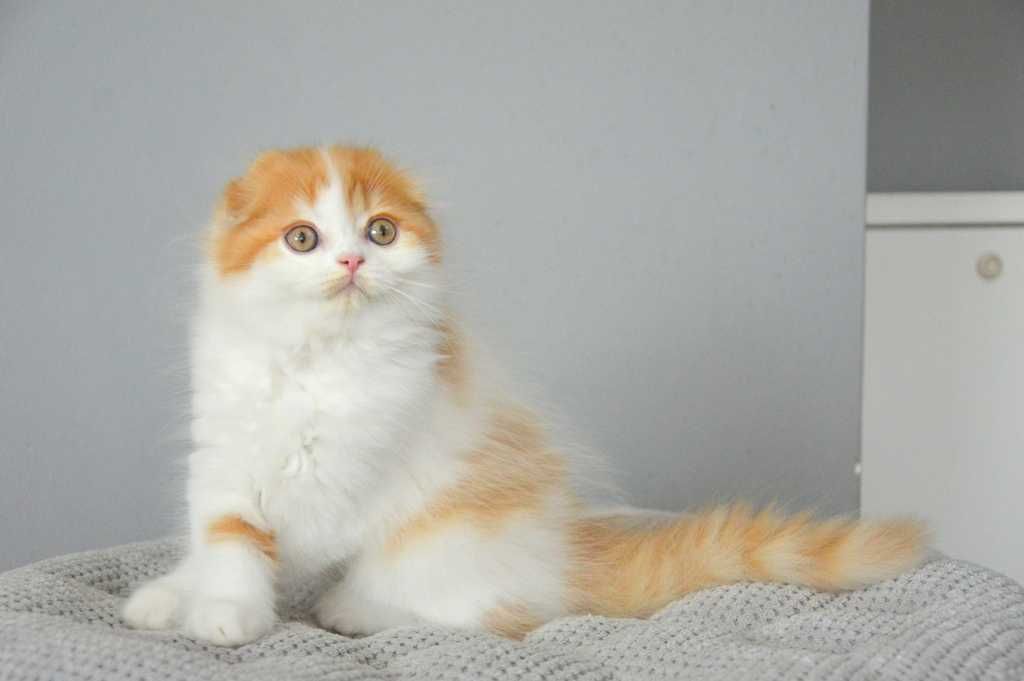 Kociaczek szkocki zwisłouchy scottish fold  z rodowodem PZF (WCF)