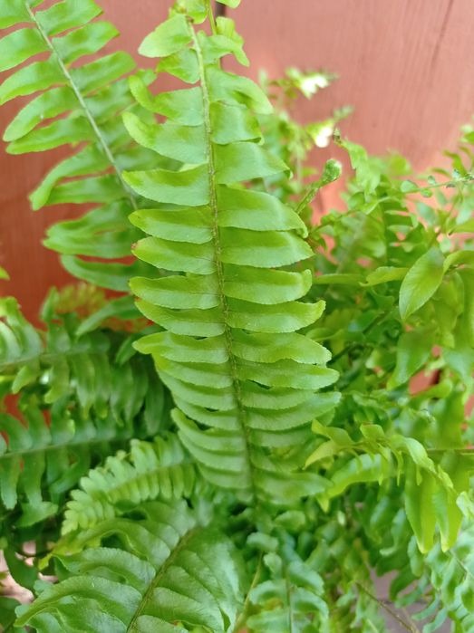 Папоротник Нефролепсис.