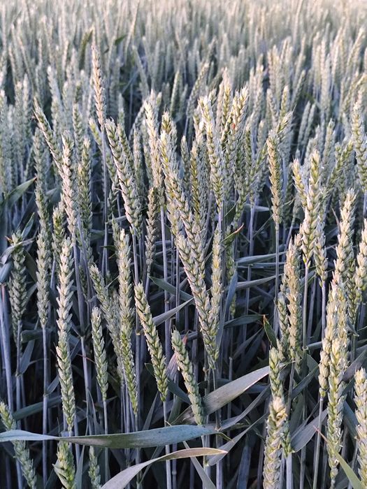 Pszenica ozima Euforia pierwszy odsiew po centrali