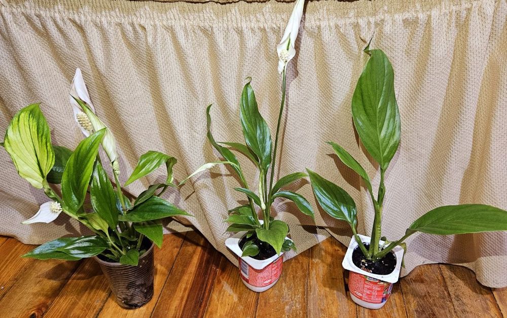 Спатифілум, з квітами.