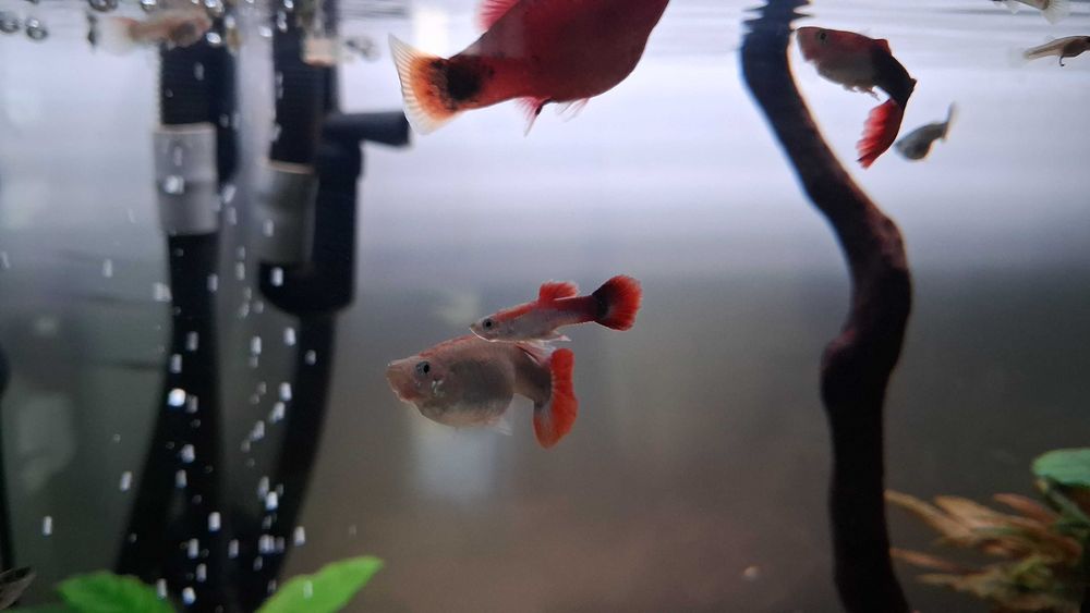 Guppy's Machos para venda