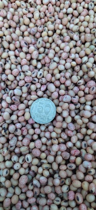 Насіння Сої ГМО середньостигла