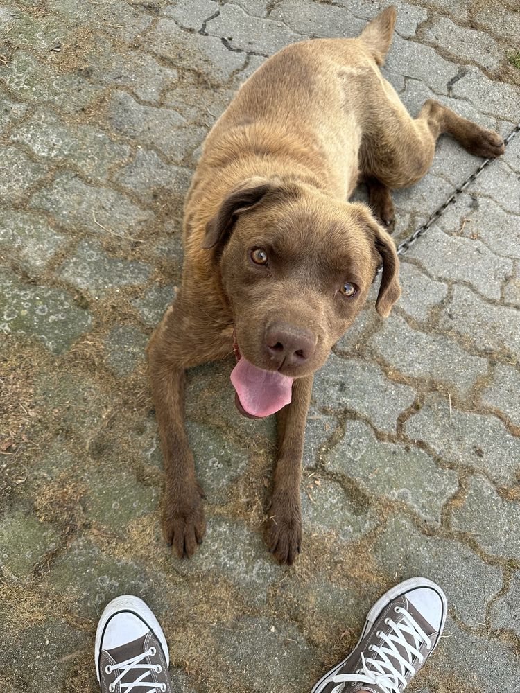 Pet sitter/ Dog walker