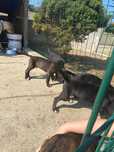 Doação cães com  2 meses