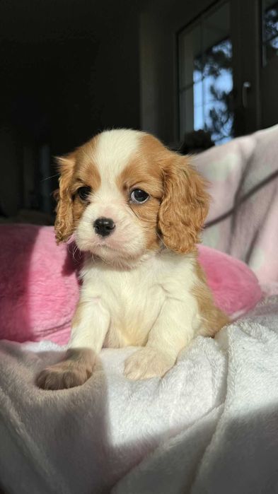 Chłopczyk Cavalier King Charles Spaniel z Rodowodem