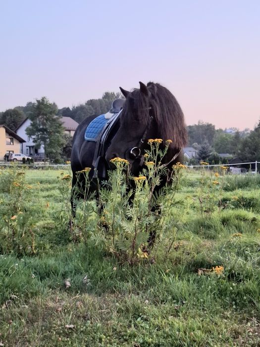 Kucyk do dzierżawy/wspoldziezawy