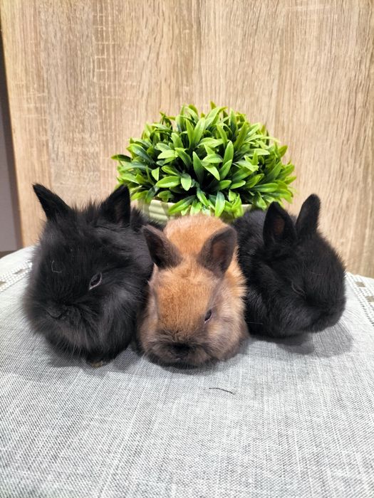 Sprzedam króliki miniaturki