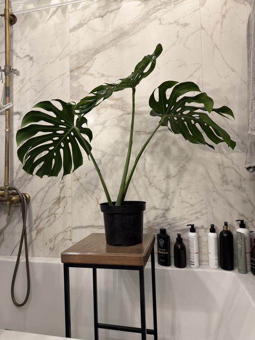Monstera deliciosa big form cala roslina