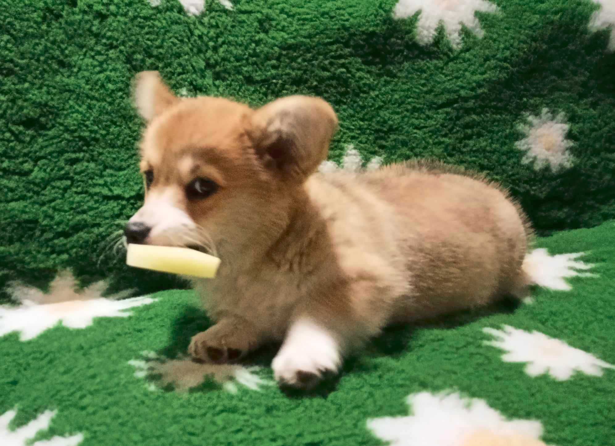 Welsh Corgi Pembroke rudo biała dziewczynka