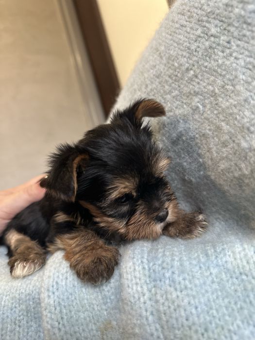 York yorki czarne mini