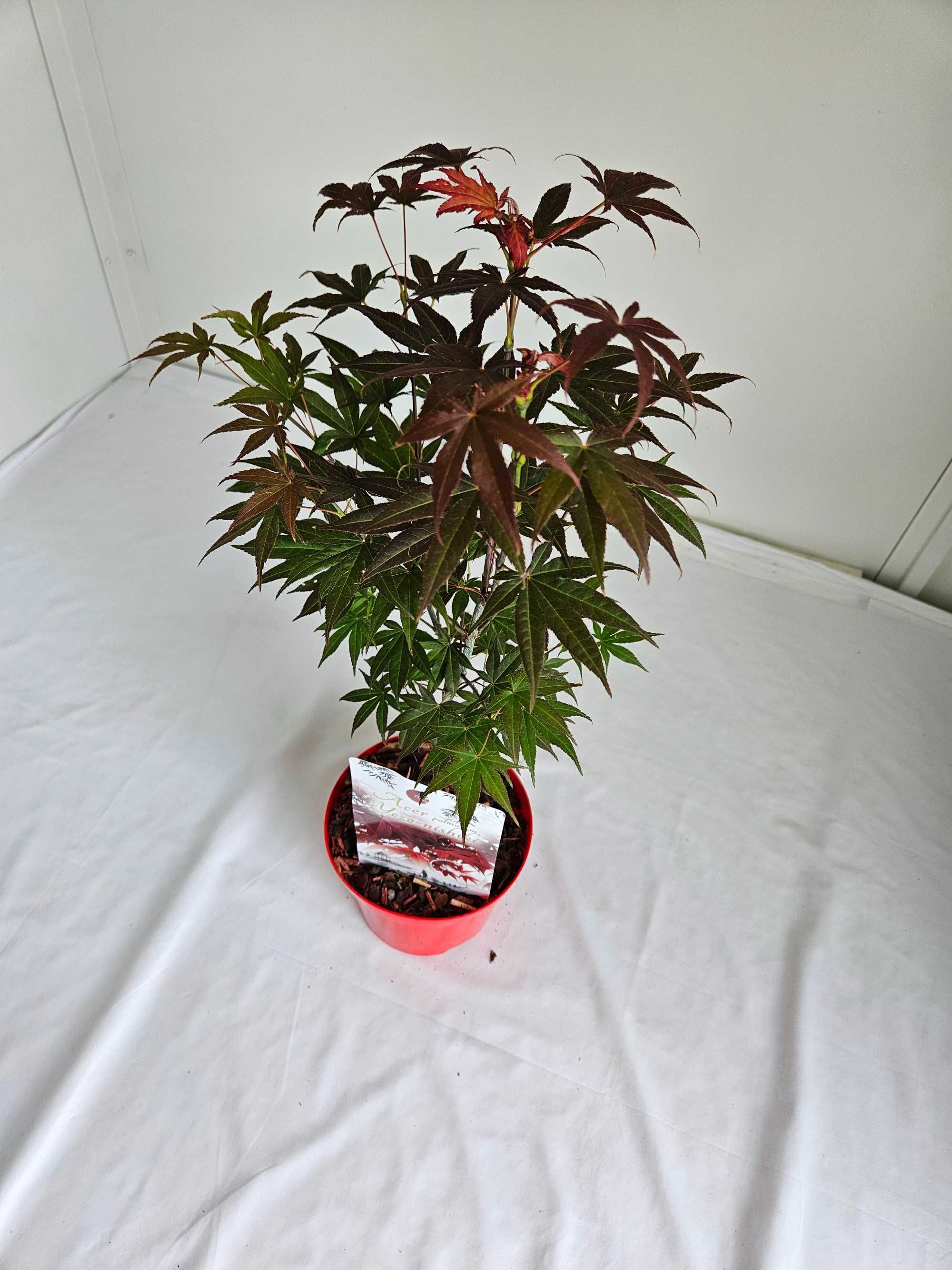 Klon palmowy – Yezo Nishiki (Acer palmatum 'Yezo Nishiki')