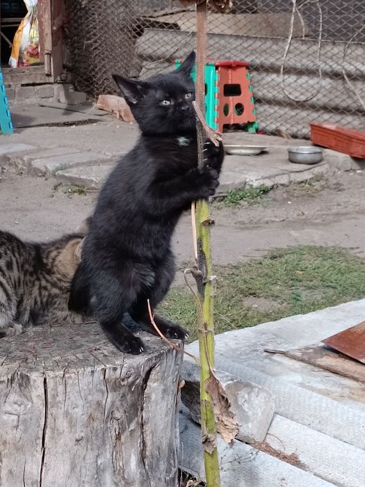 Котята шукають турботливу родину