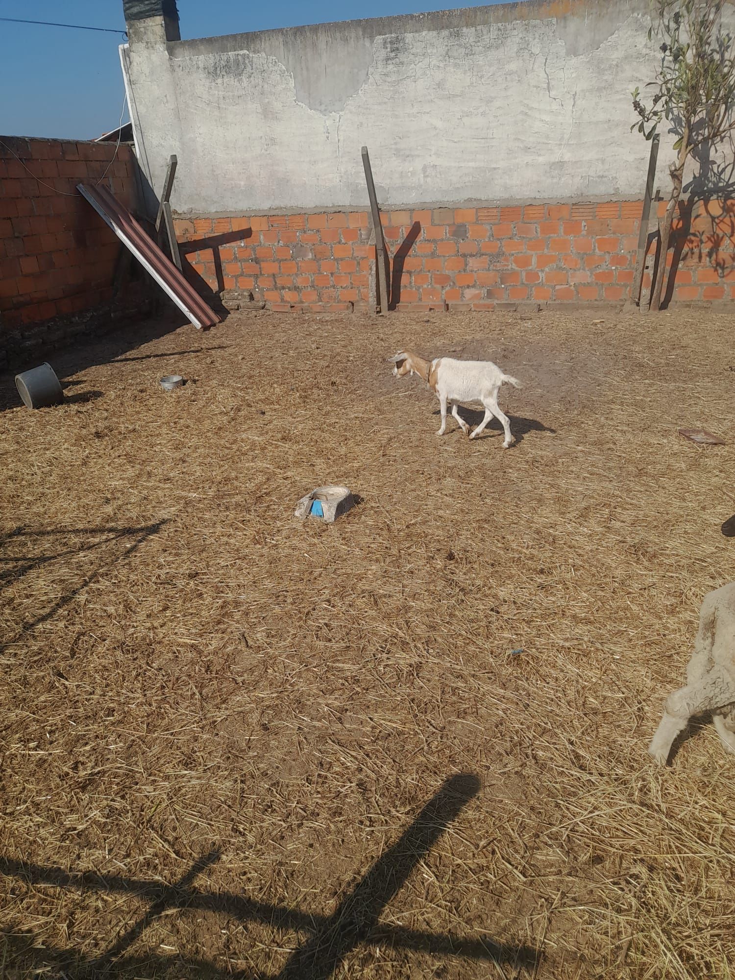 Vendo cabras grandes
