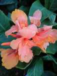 Kanna Canna Paciorecznik 'South Pacific Orange' 

Skoro Twój paciorecz