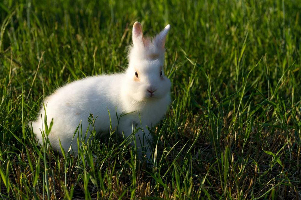 króliki lewki - miniaturki lwie