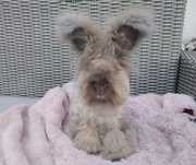 Angora angielska królik york
