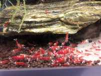Krewetki Caridina Super Red Crystal