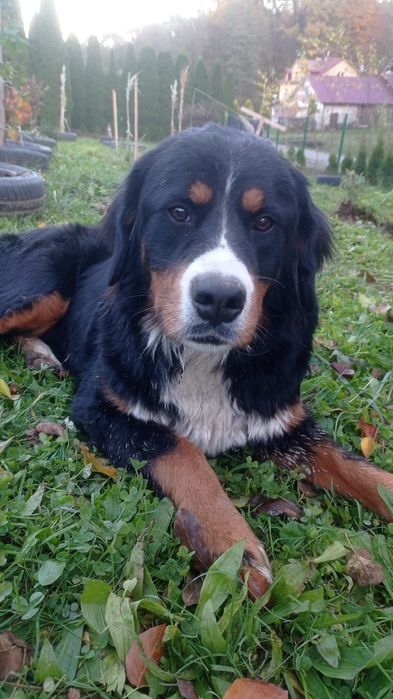 Berneński pies pasterski