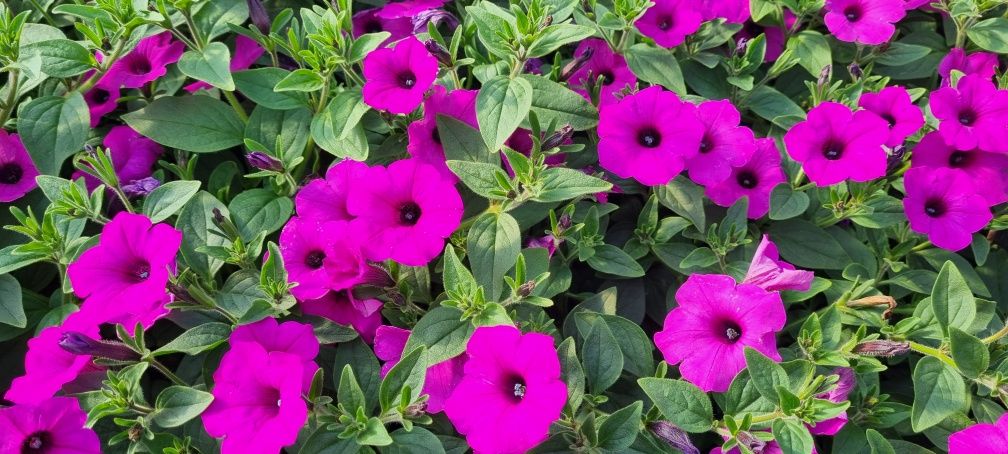 Kwiaty Supertuniia Vista, Pelargonia, Petunia, Begonia