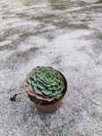 Planta suculenta echeveria