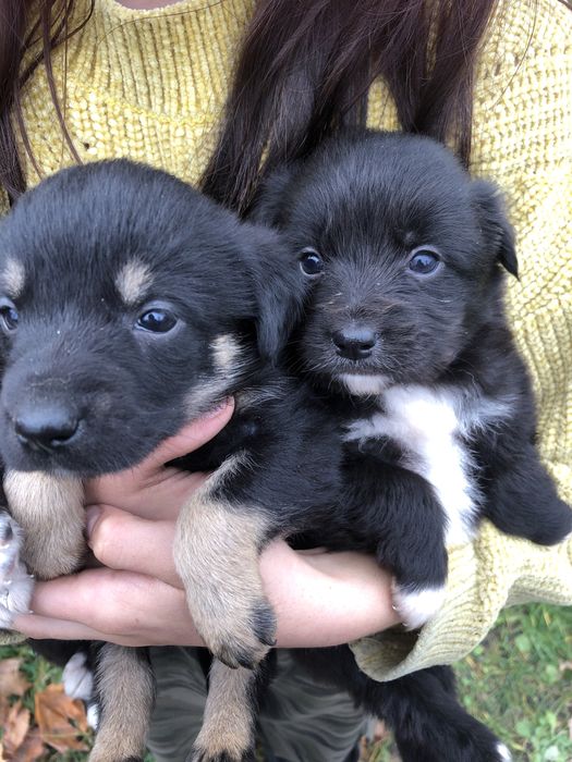 Віддам щеняток в добрі руки