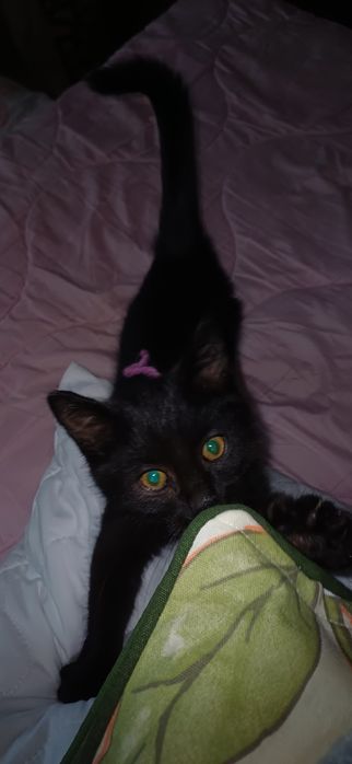 Kotek do dobrego domu